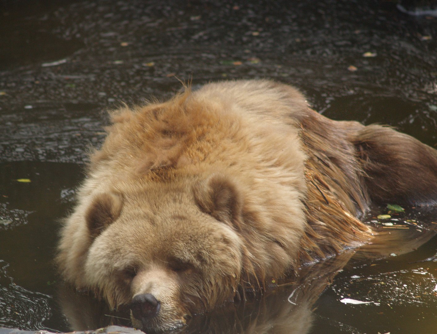 Kodiak bear (Ursus arctos middendorffi) in the pool, 2006-07-08