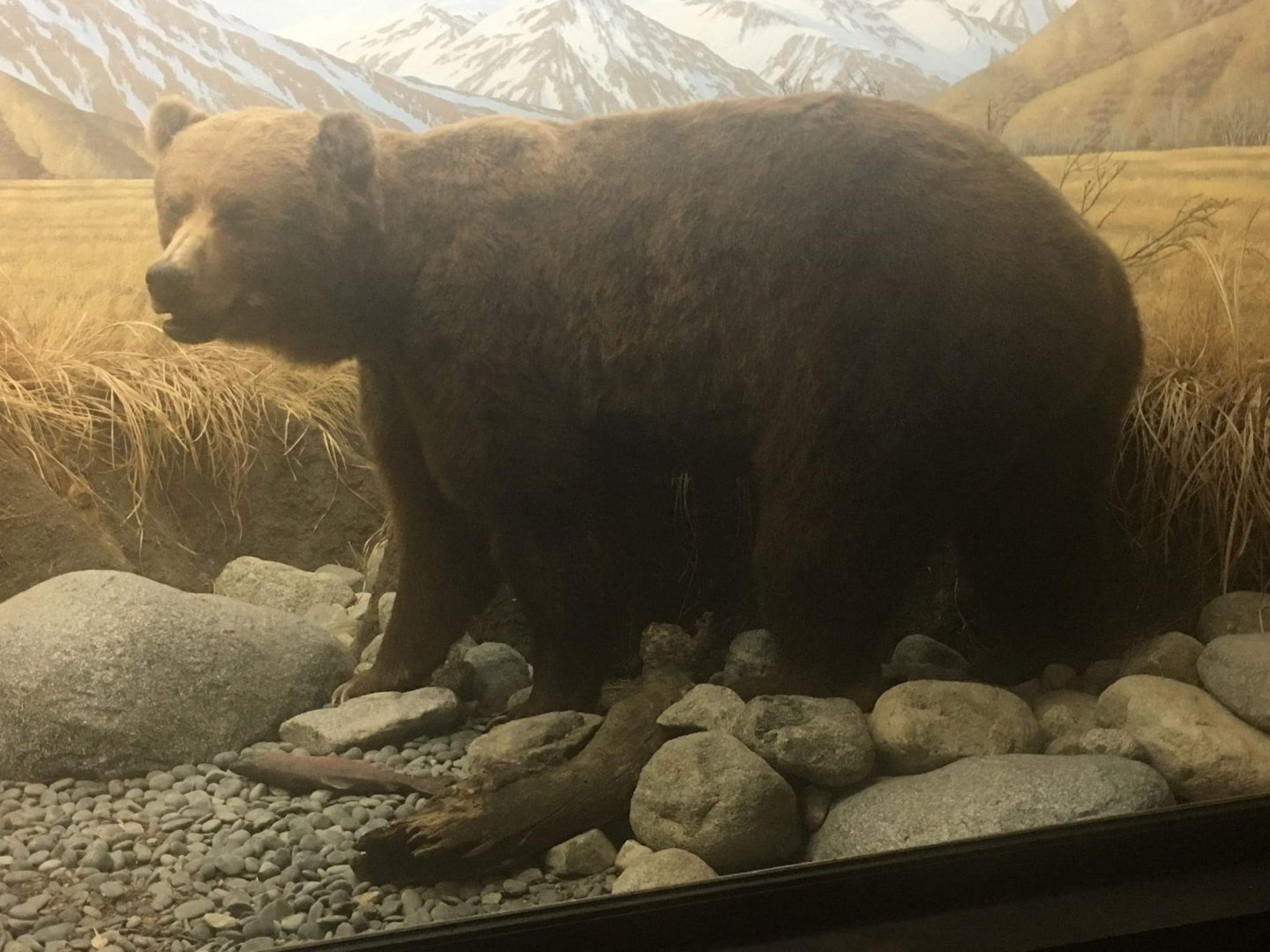 Kodiak bear (Ursus arctos middendorfi)