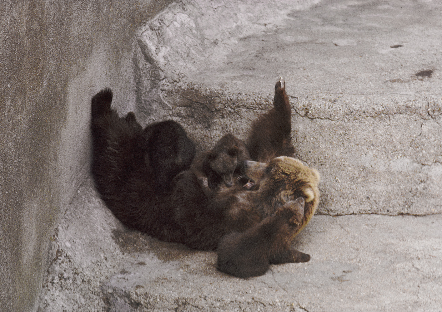 Kodiak bear with cubs, 1973