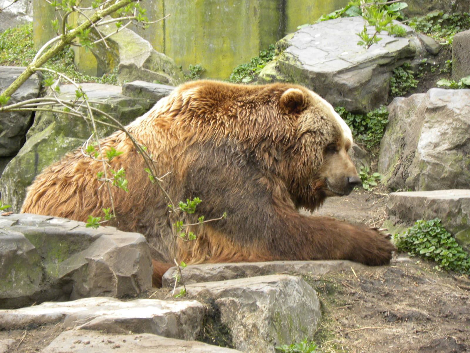 Kodiak bear