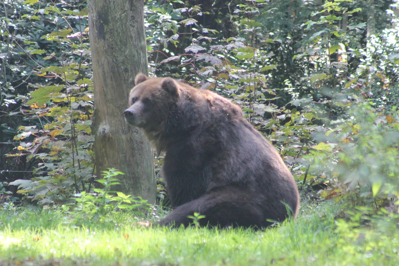 Kodiak bear