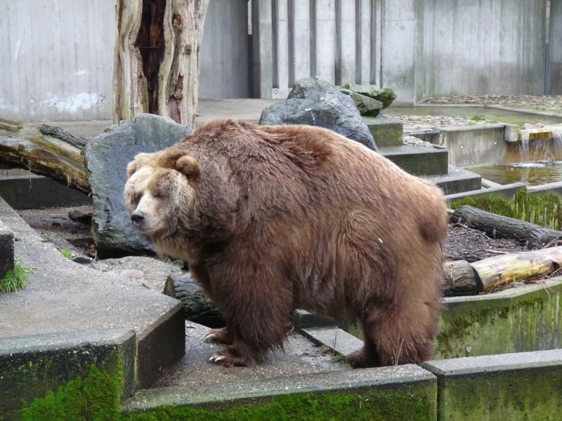 Kodiak bear ?