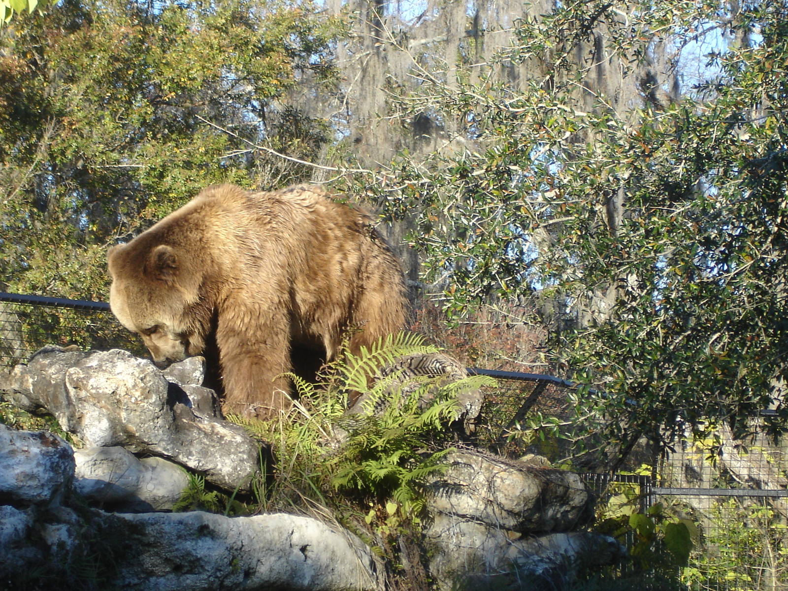 Kodiak Bear