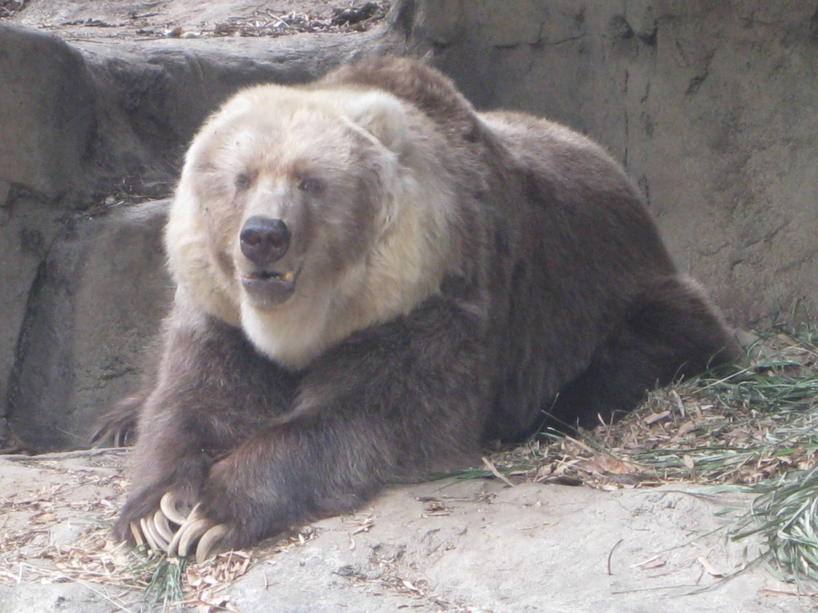 Kodiak Bear