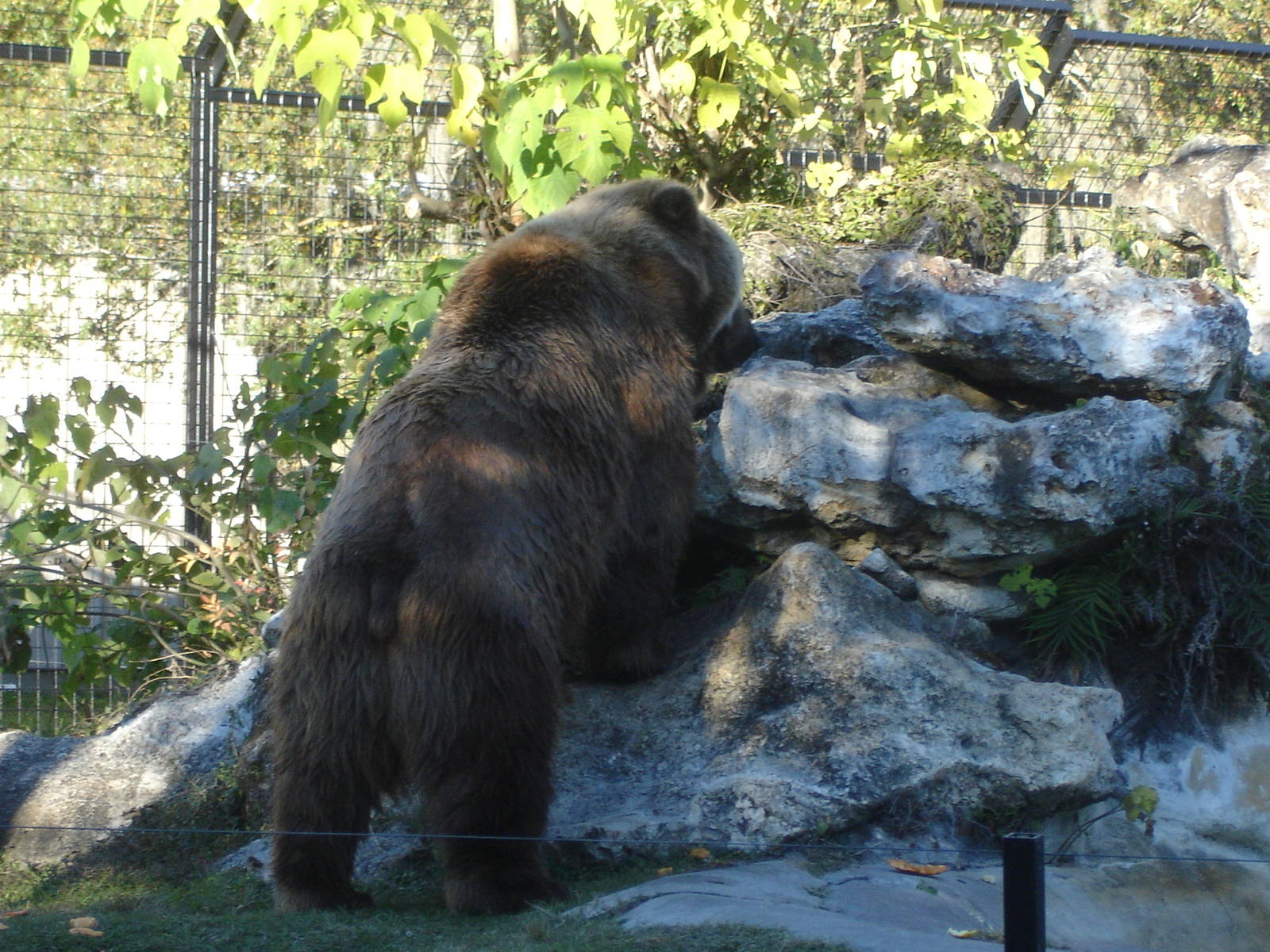 Kodiak Bear's Back (I didn't know he was gone)