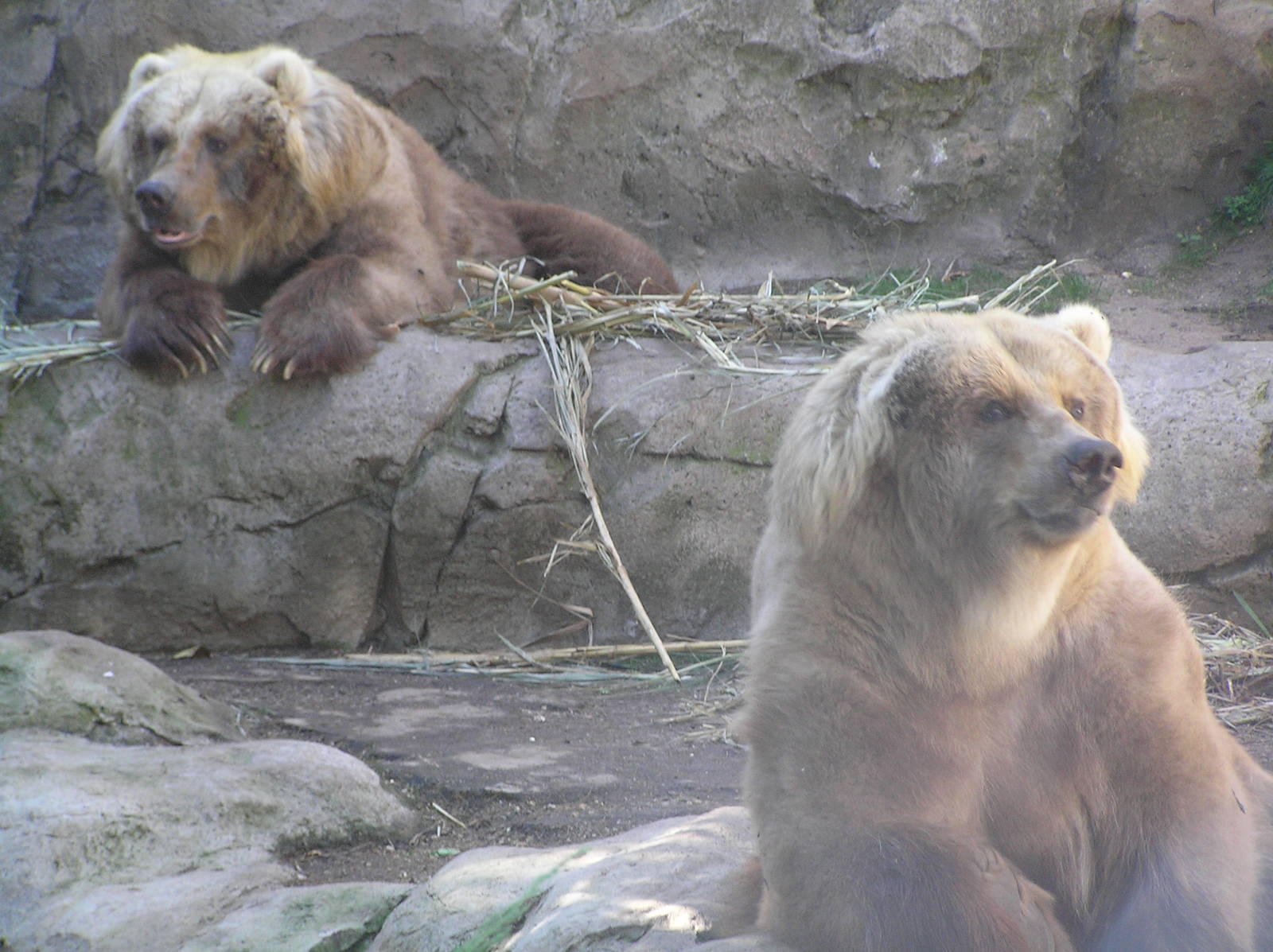 Kodiak bears - Taronga 05