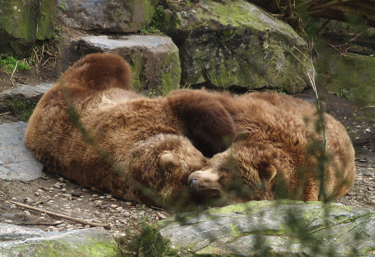 Kodiak bears (Ursus arctos middendorffi), 2008-03-01