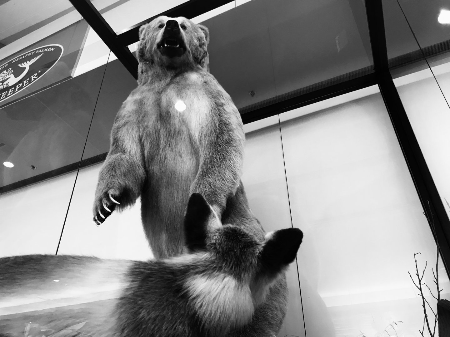 Kodiak Brown Bear and Red Fox-Anchorage Int’l Airport
