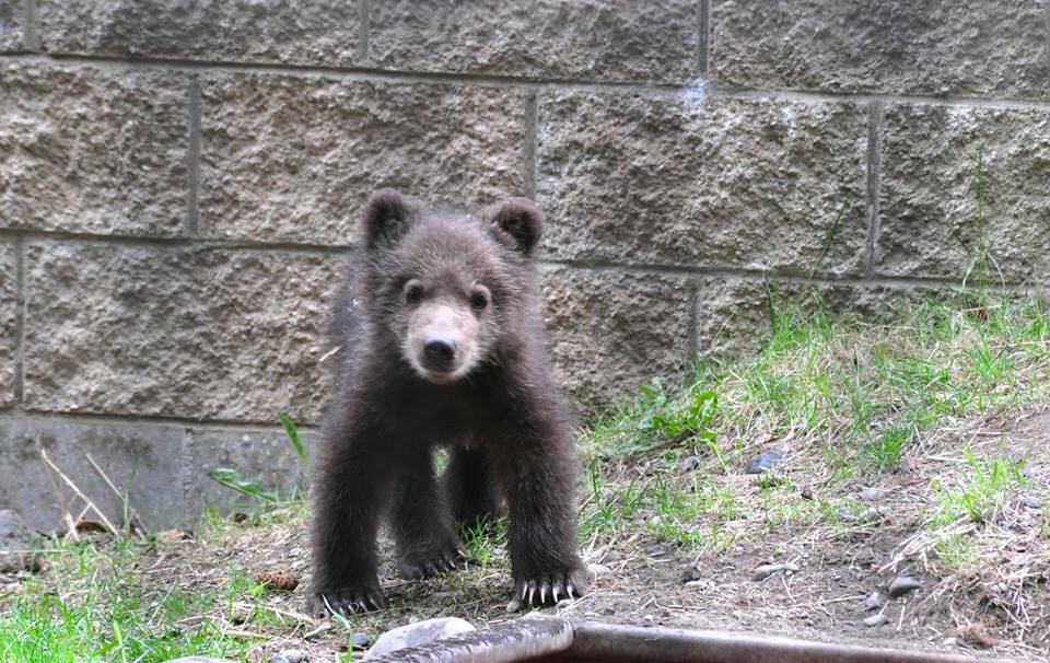 Kodiak Brown Bear cub