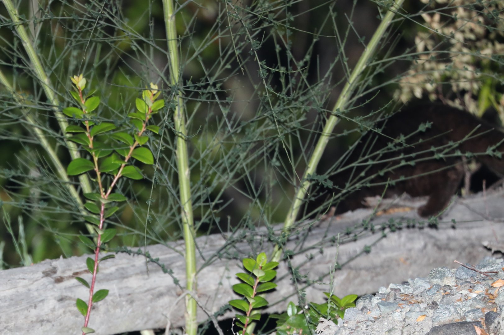 kodkod or güiña (Leopardus guigna)