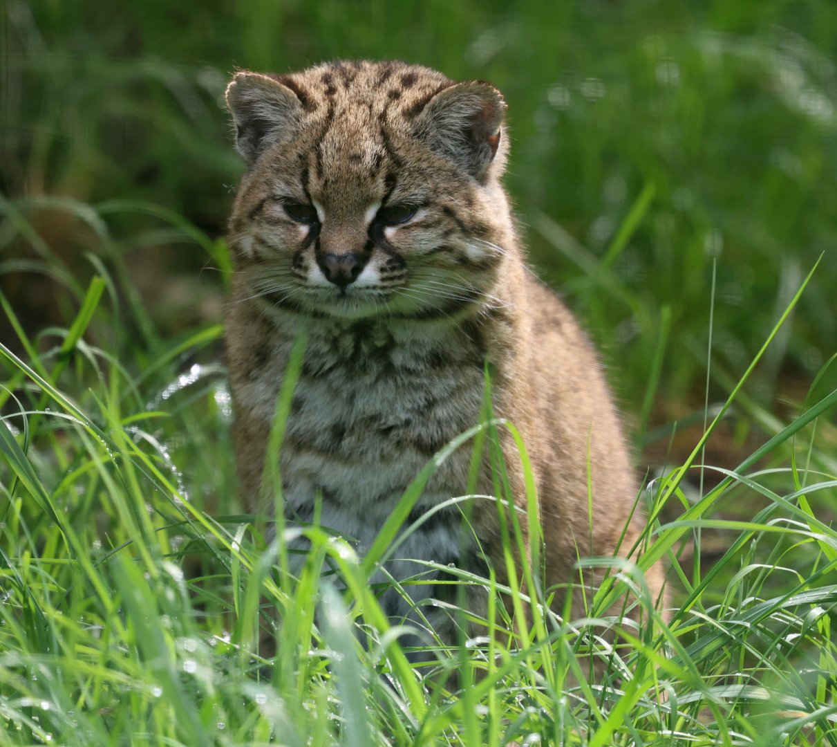 Kodkod or Güiña (Leopardus guigna)
