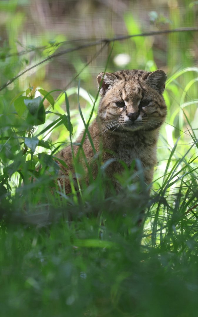 Kodkod or Güiña (Leopardus guigna)