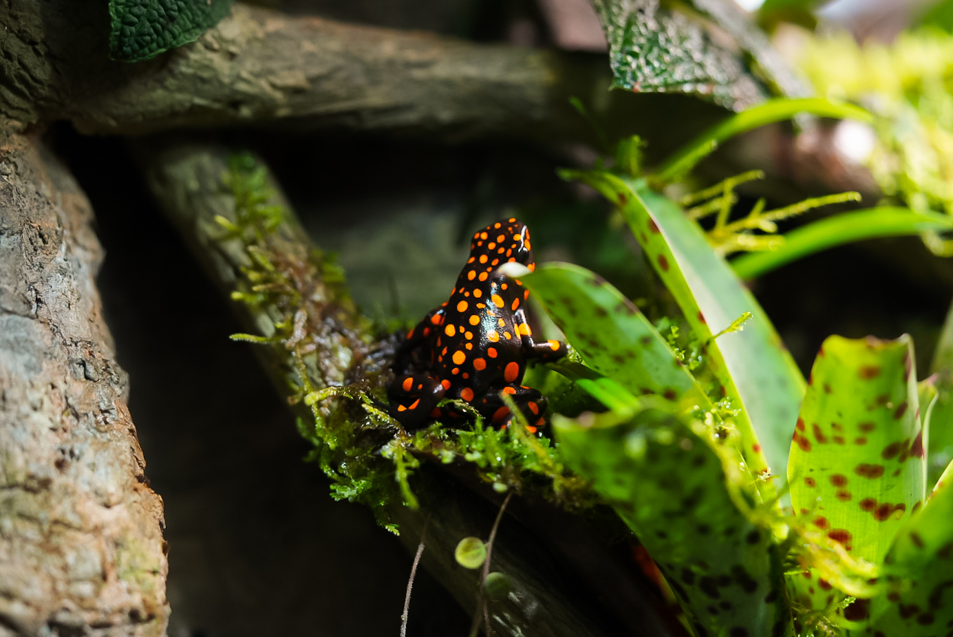 Koe-koe Poison Dart Frog (Amazon Spheres)