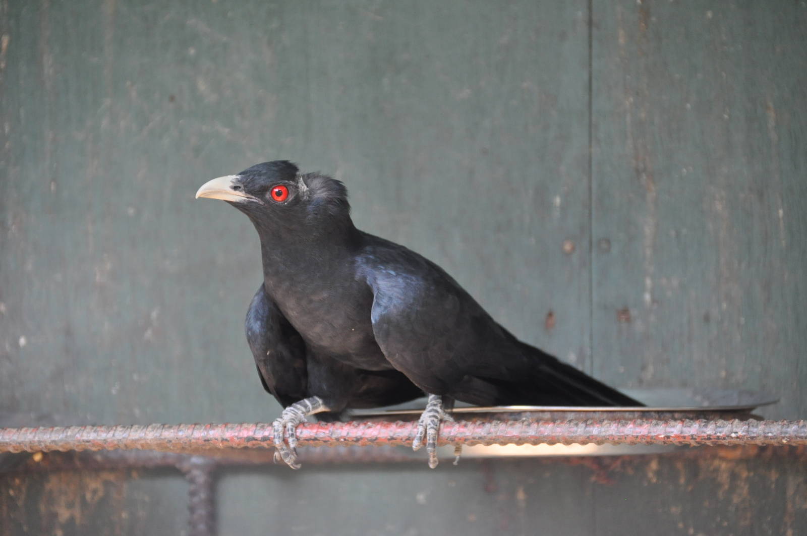Koel/ Eudynamys scolopacea mindanensis