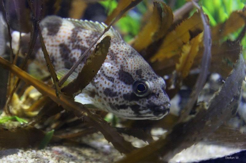 Koester (Acanthistius sebastoides)