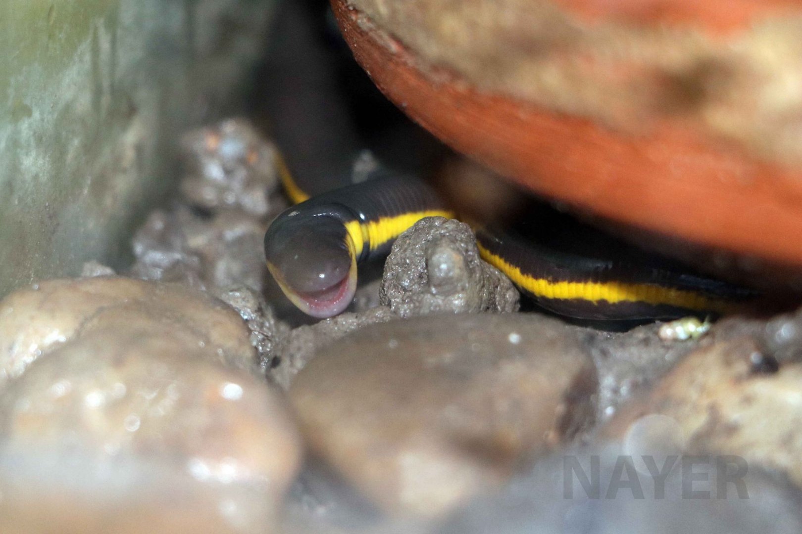Koh Tao caecilian, June 2016