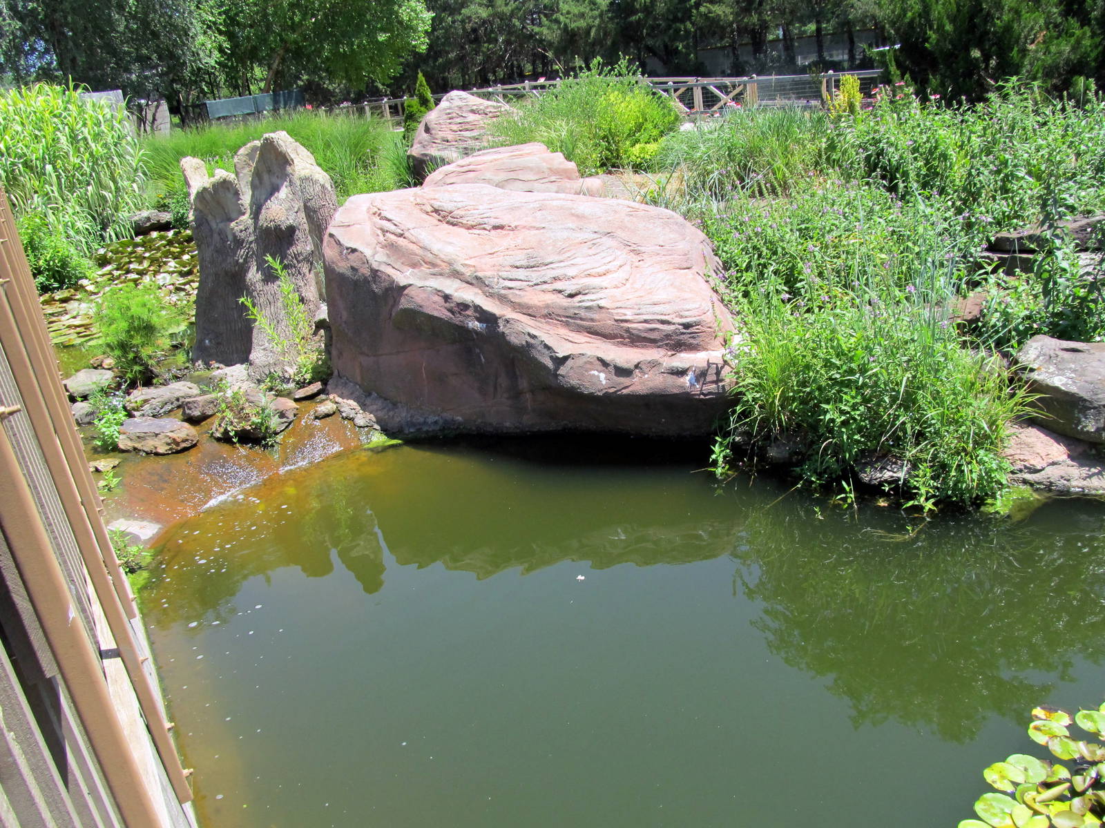 Koi/Alligator Snapping Turtle Exhibit