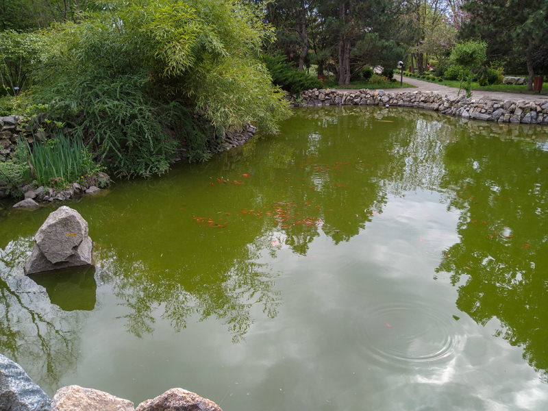 Koi and gold fish at a pond in the botanical garden