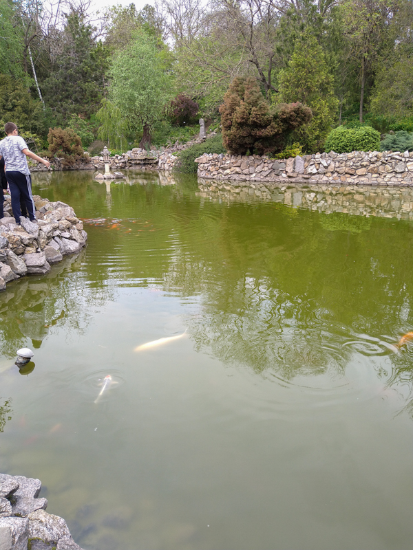 Koi and gold fish at a pond in the botanical garden