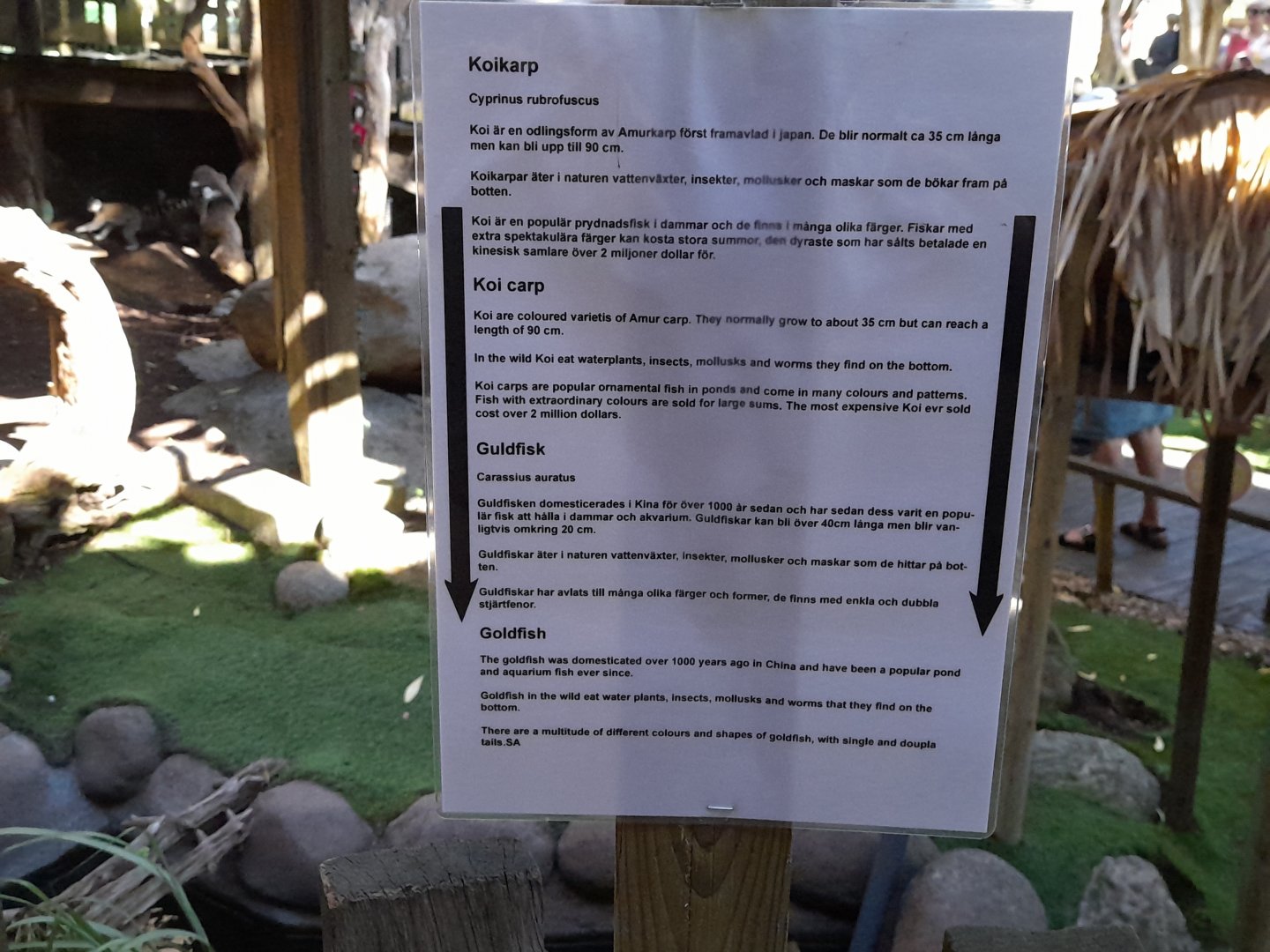 Koi and goldfish information sign in ring-tailed lemur walk-through