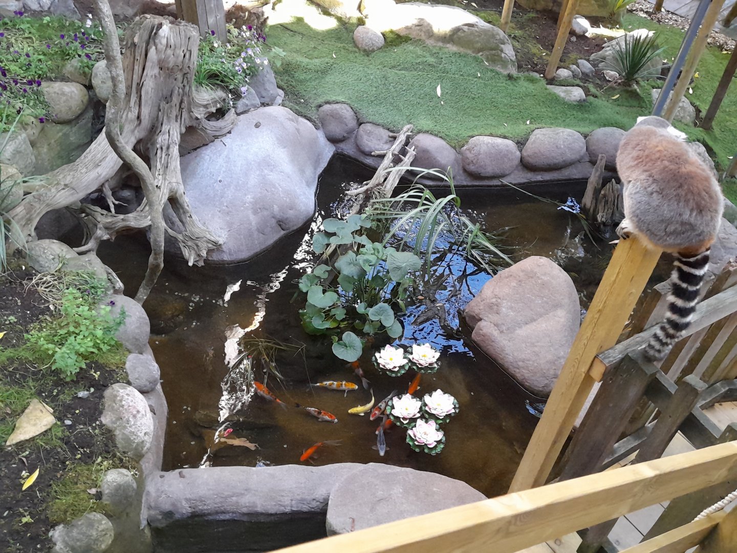 Koi and goldfish pond in ring-tailed lemur walk-through