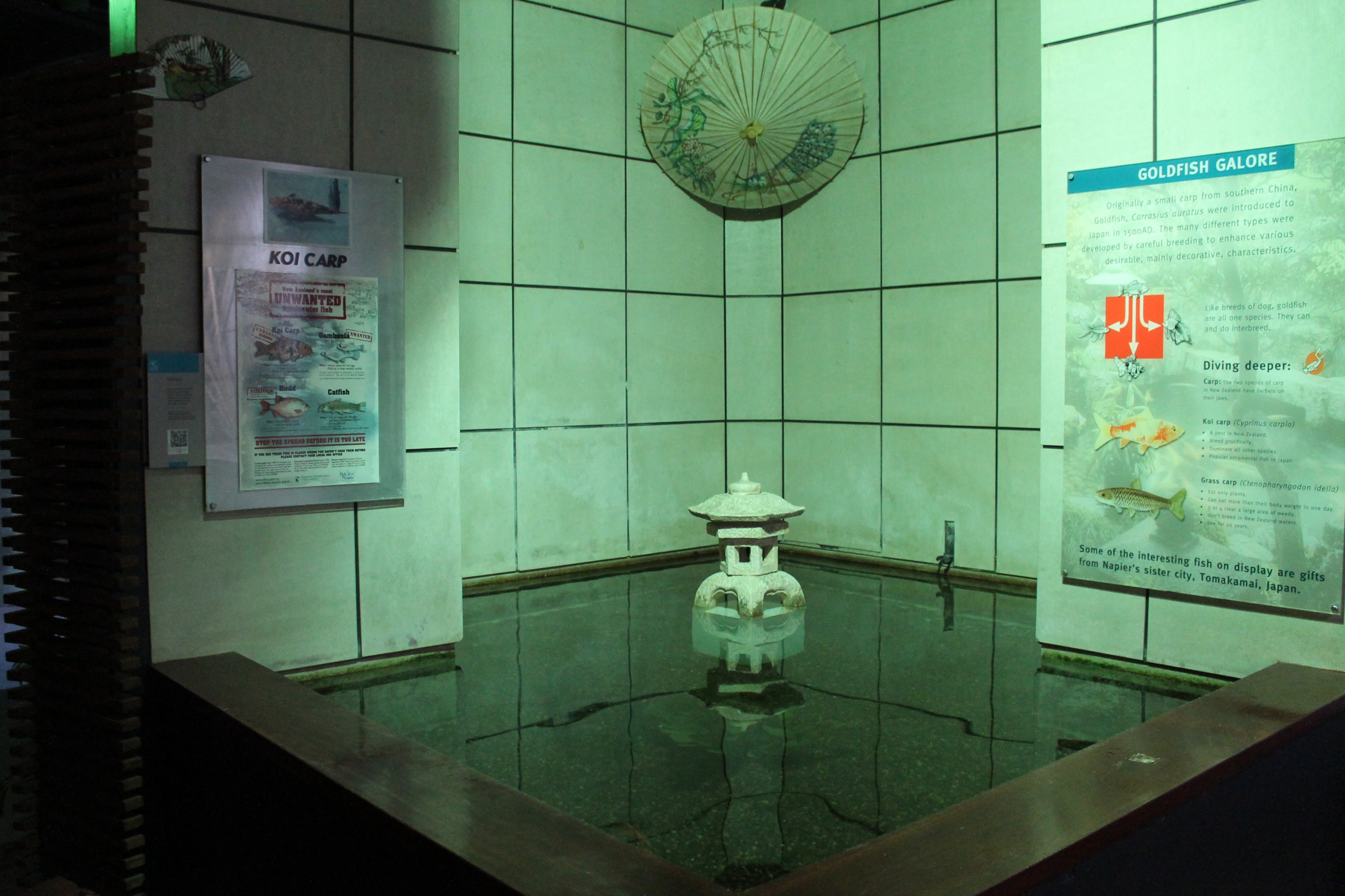 Koi and Grass Carp pool