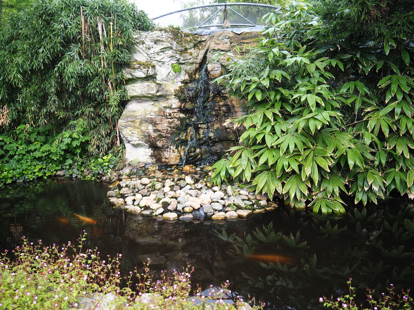 Koi and Russian sturgeon pond and waterfall, 2019-05-25