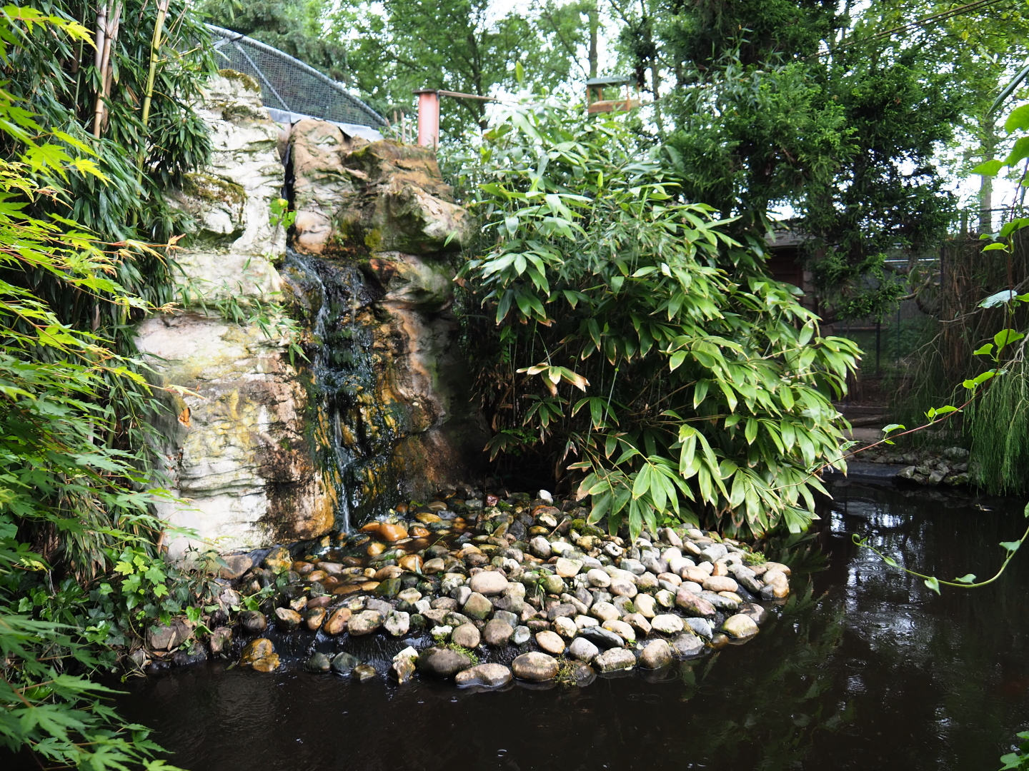 Koi and Russian sturgeon pond and waterfall, 2019-05-25