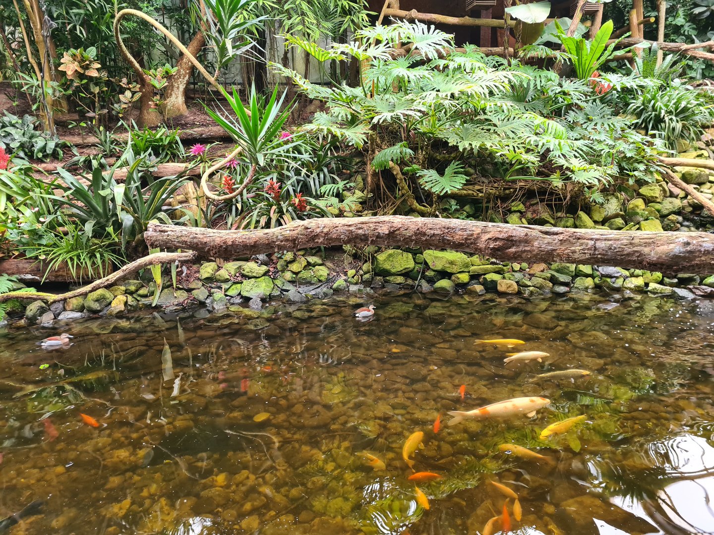 Koi and slider pond in "Amazon" hall