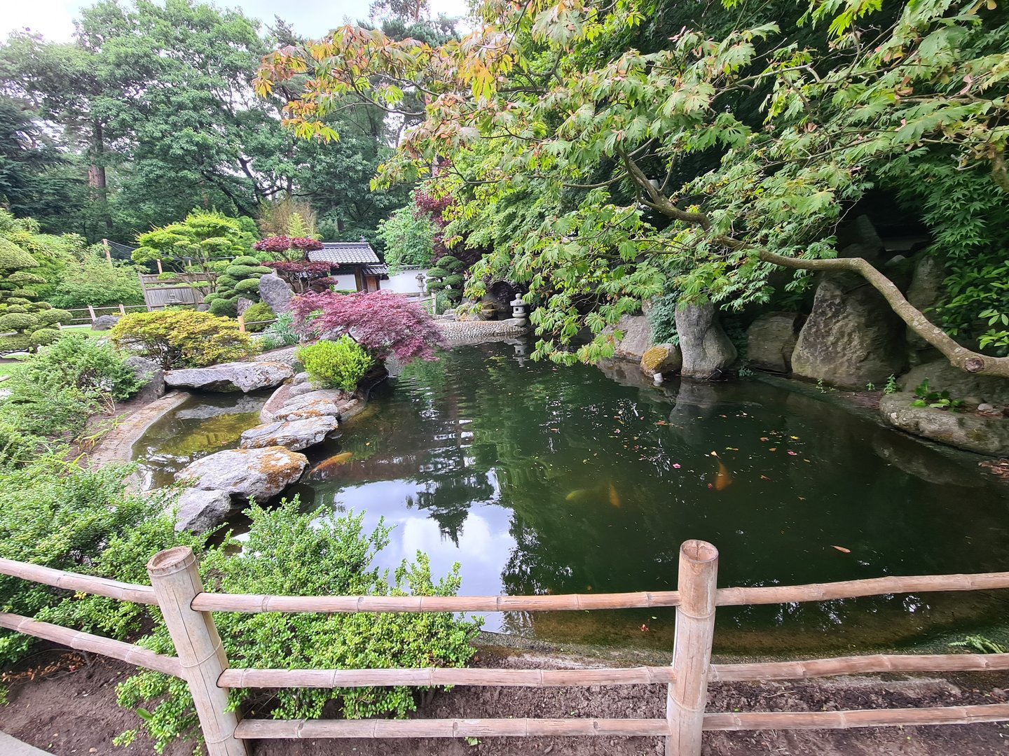 Koi and sturgeon pond in Oriental garden