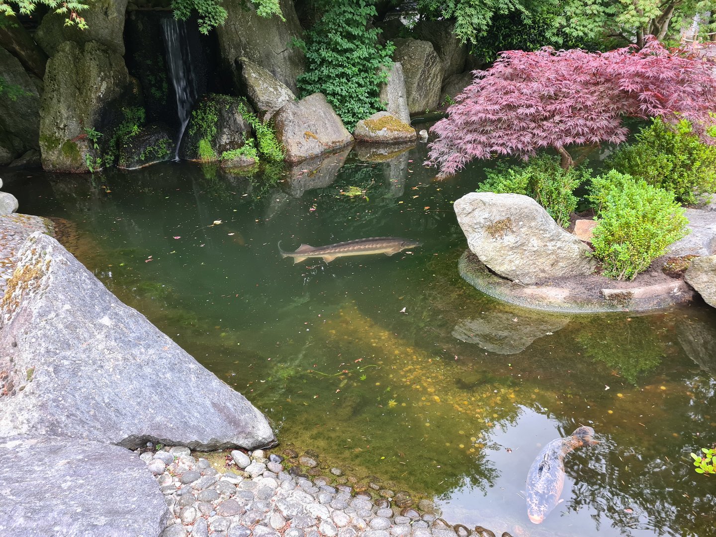 Koi and sturgeon pond in Oriental garden