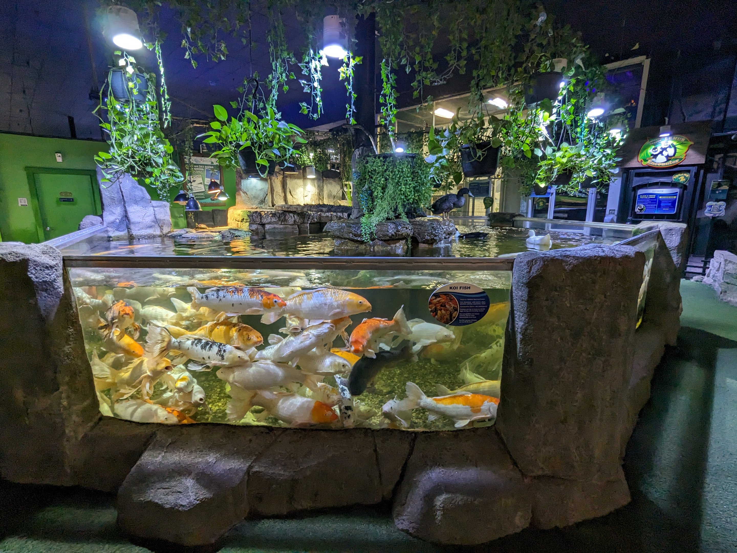 Koi and turtle tank