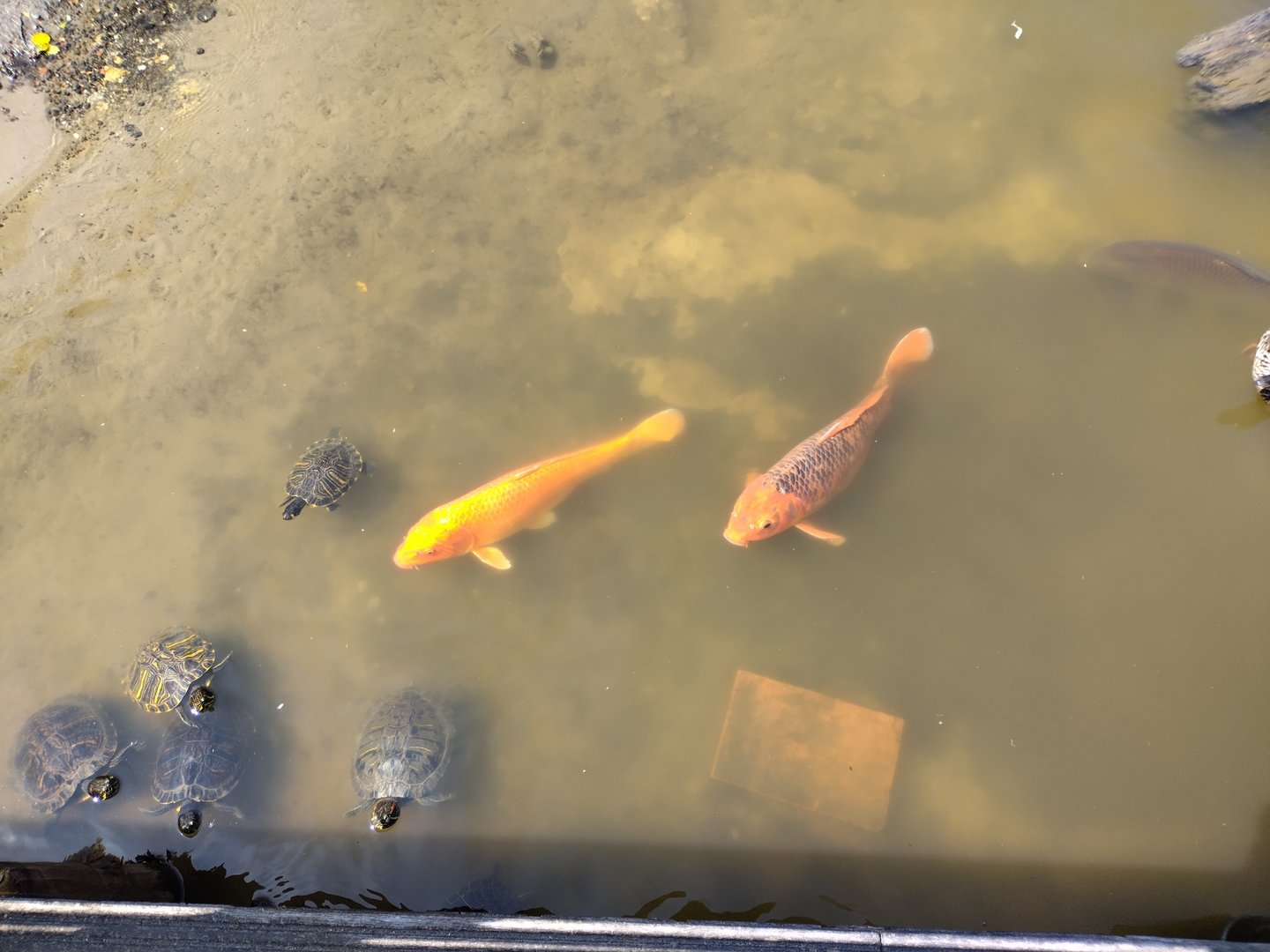 Koi and turtles