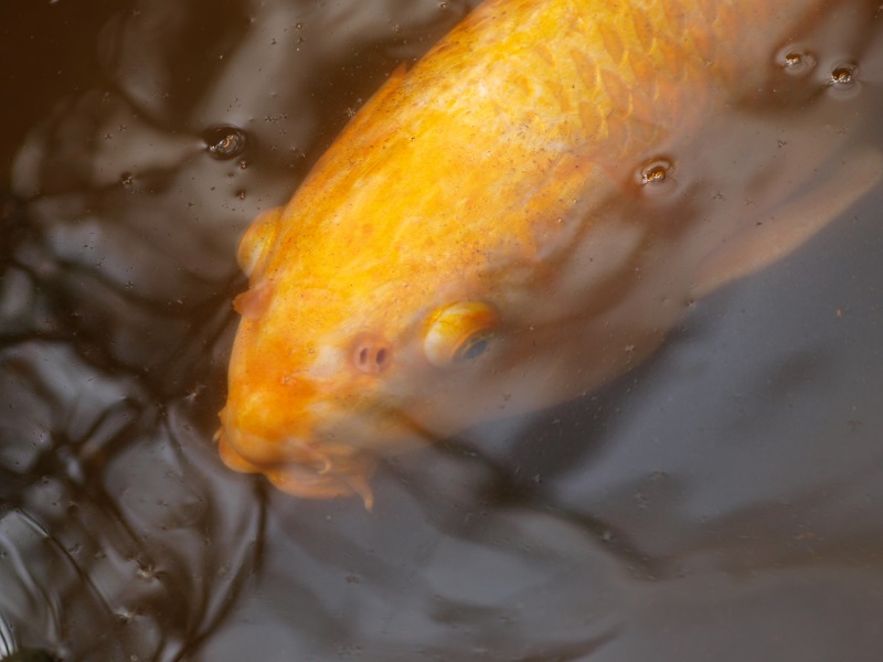 Koi (April 19th, 2015)