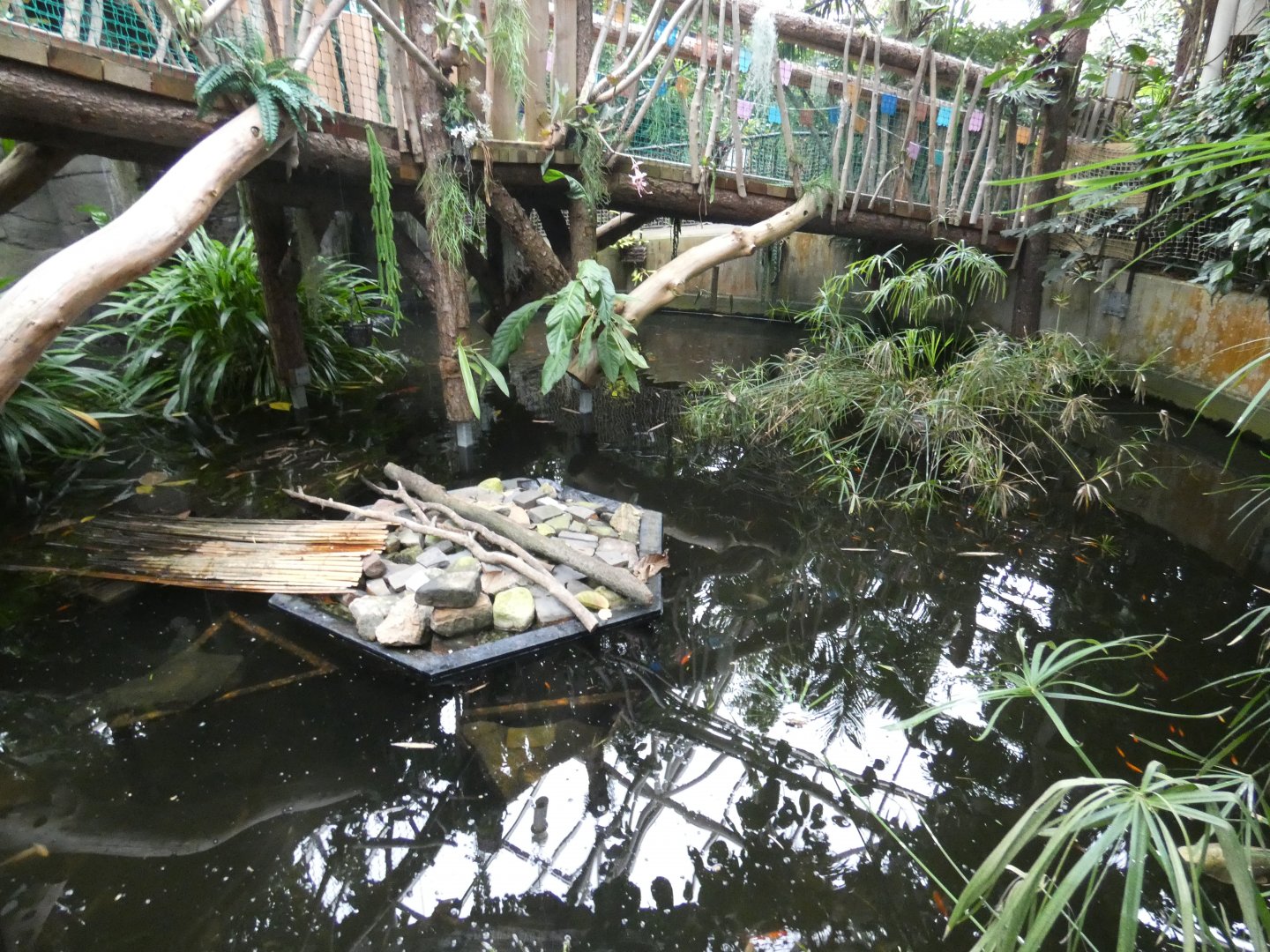 Koi carp and terrapin enclosure (Plantasia Swansea)