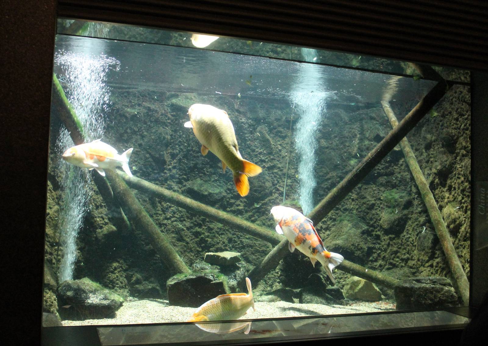 Koi-carp aquarium