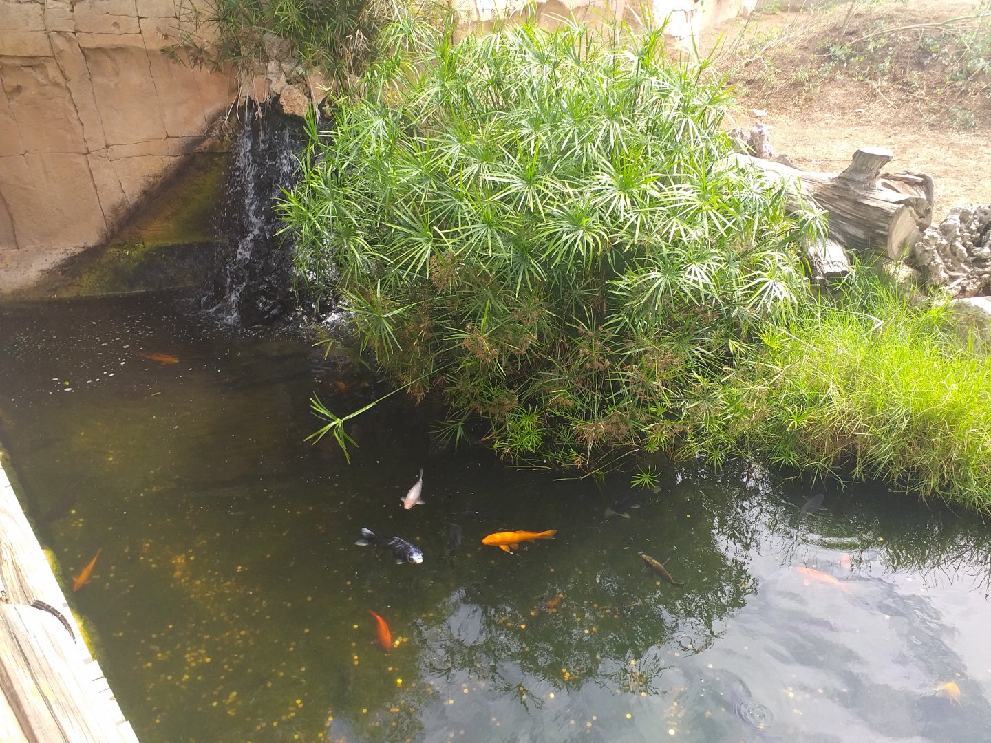 Koi carp, Common carp and African black duck exhibit -TerraNatura Benidorm (2021)