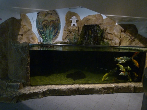 Koi carp petting tank