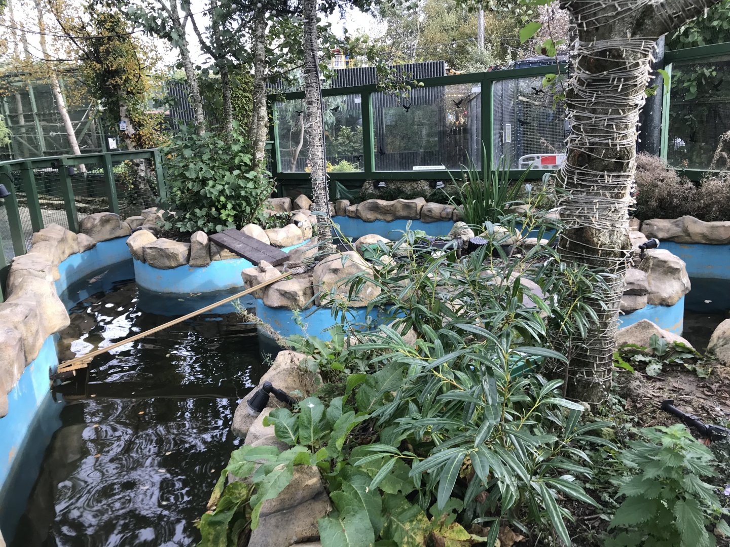 Koi carp pond and duck enclosure