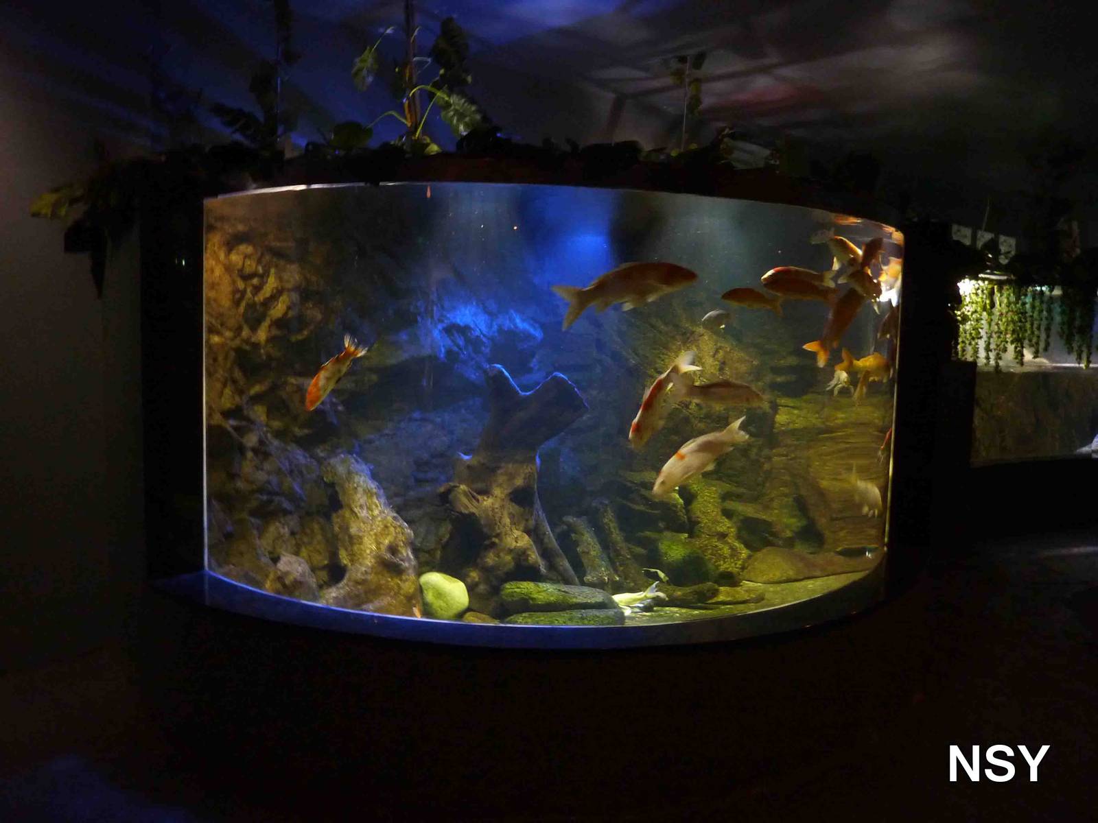 Koi carp tank, May 2013.