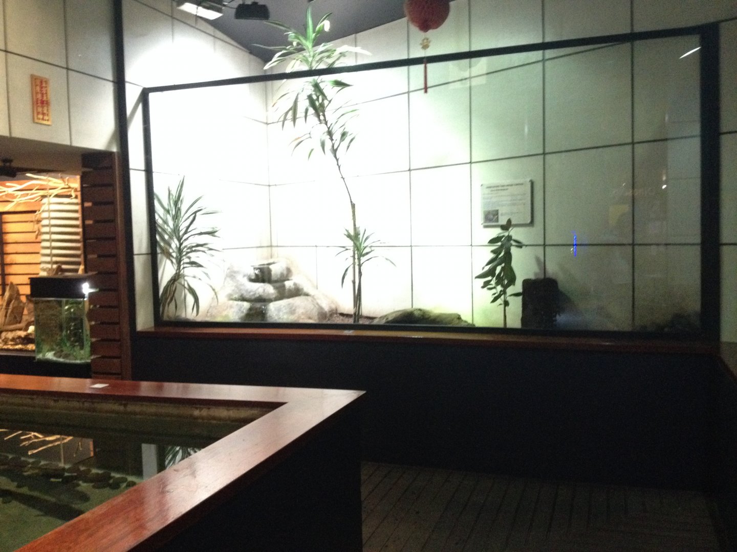 Koi Carp tank & Turtle exhibit