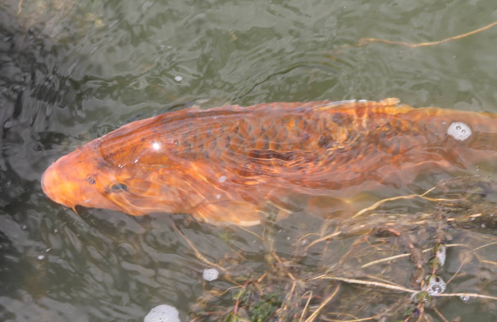 Koi carp