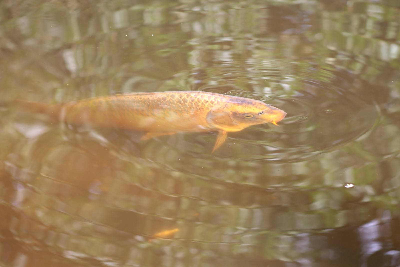 Koi carp