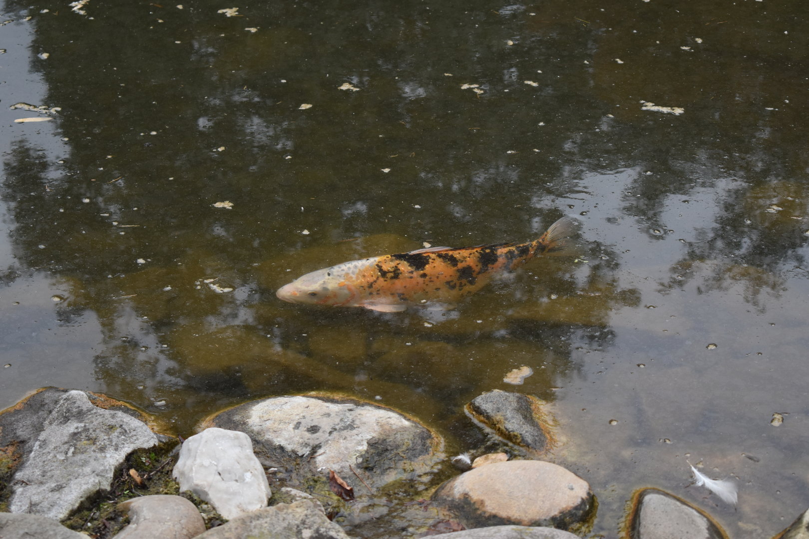 Koi carp