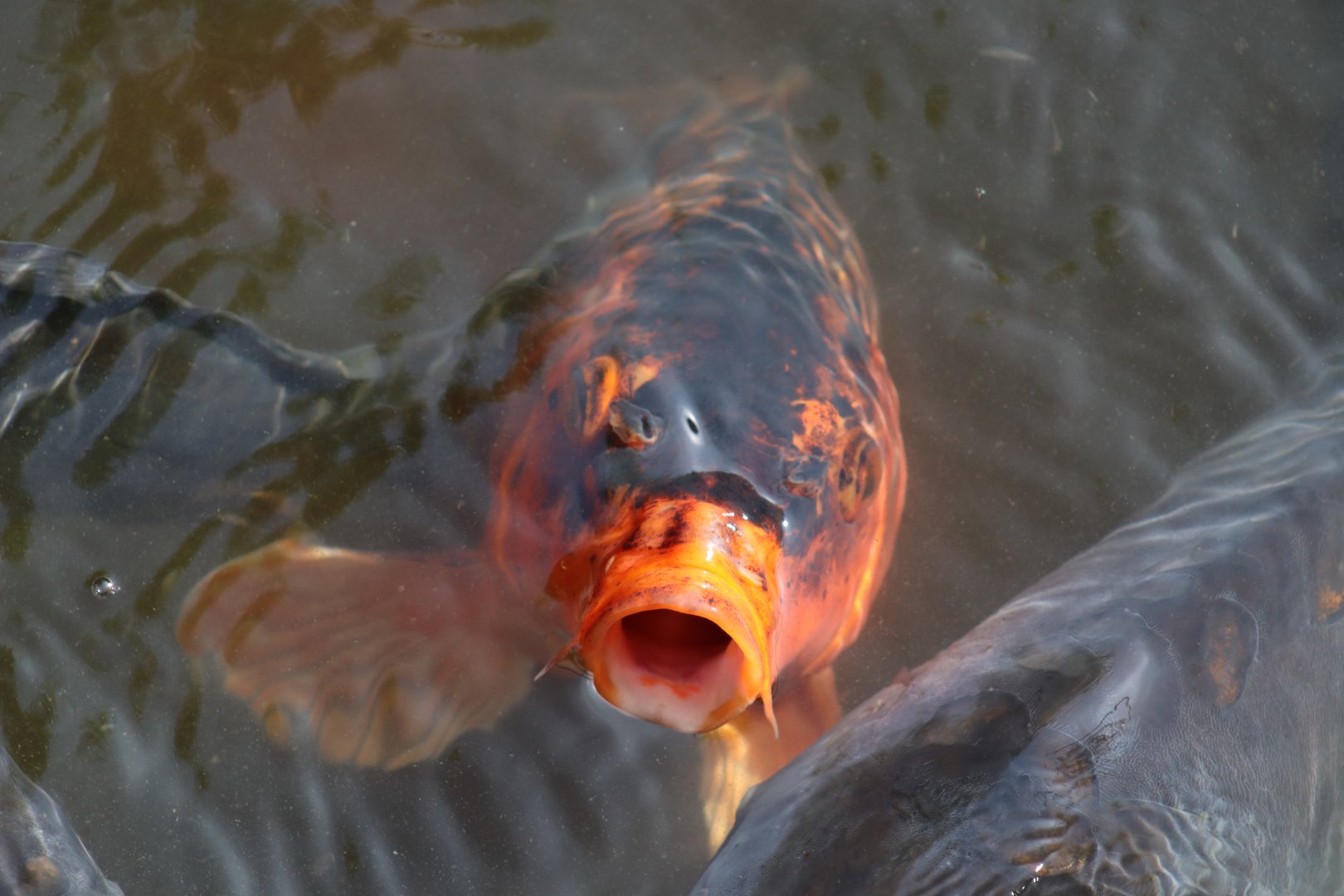 Koi Carp