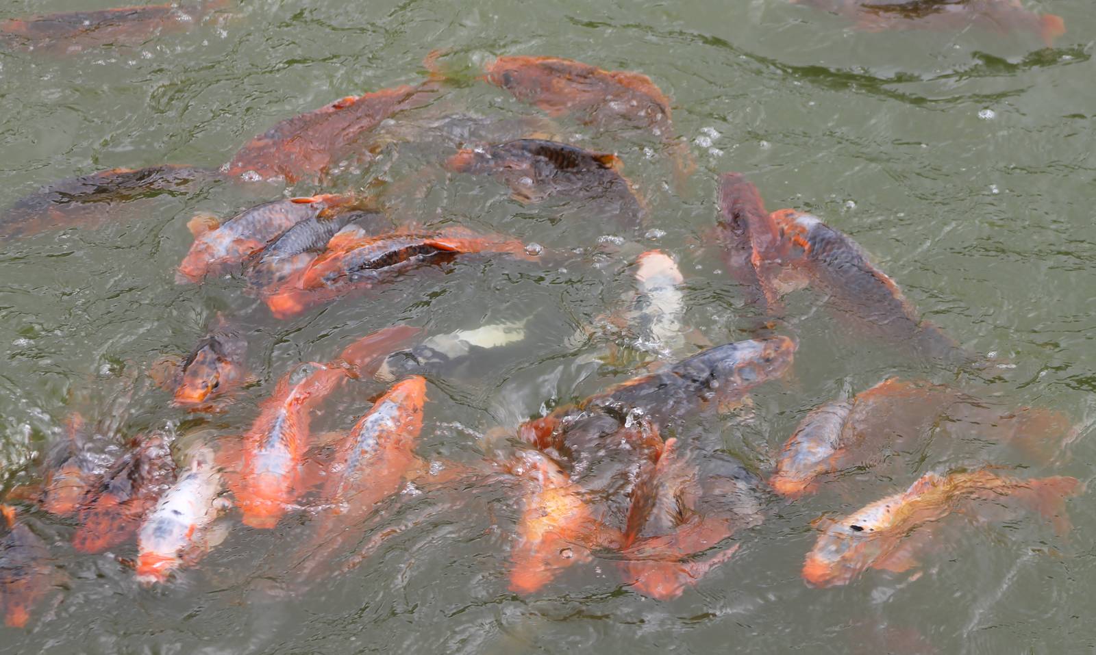Koi carps