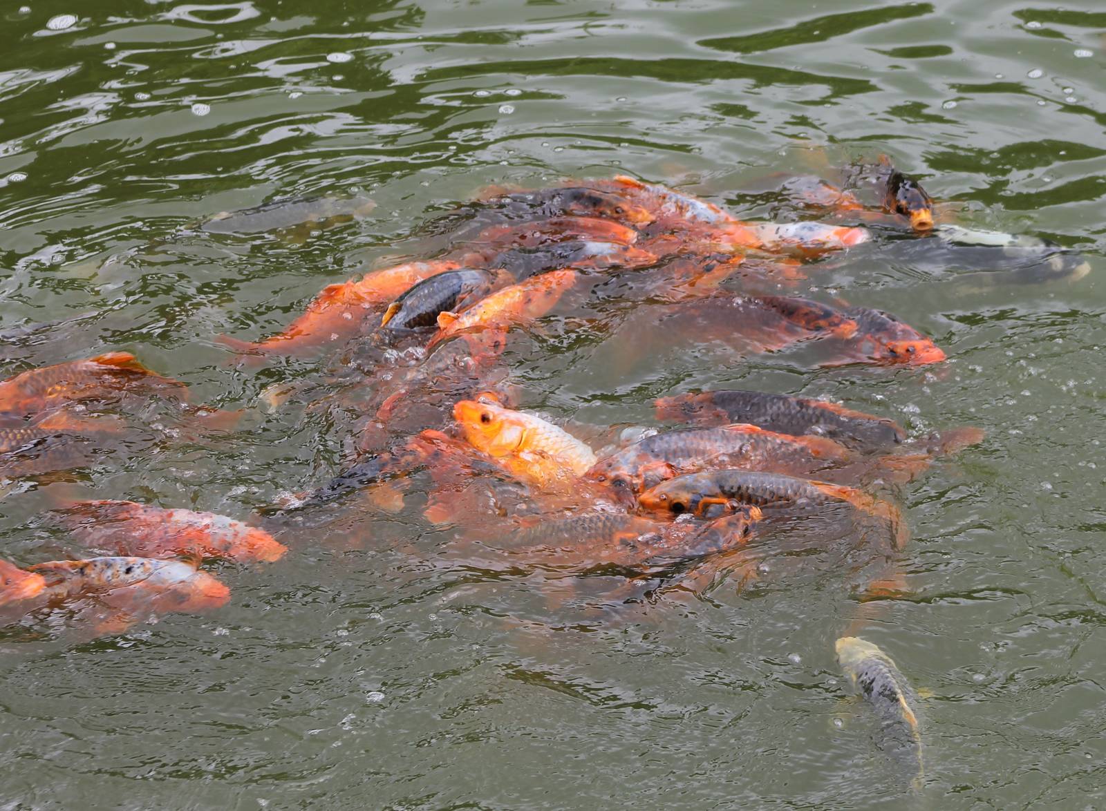 Koi carps