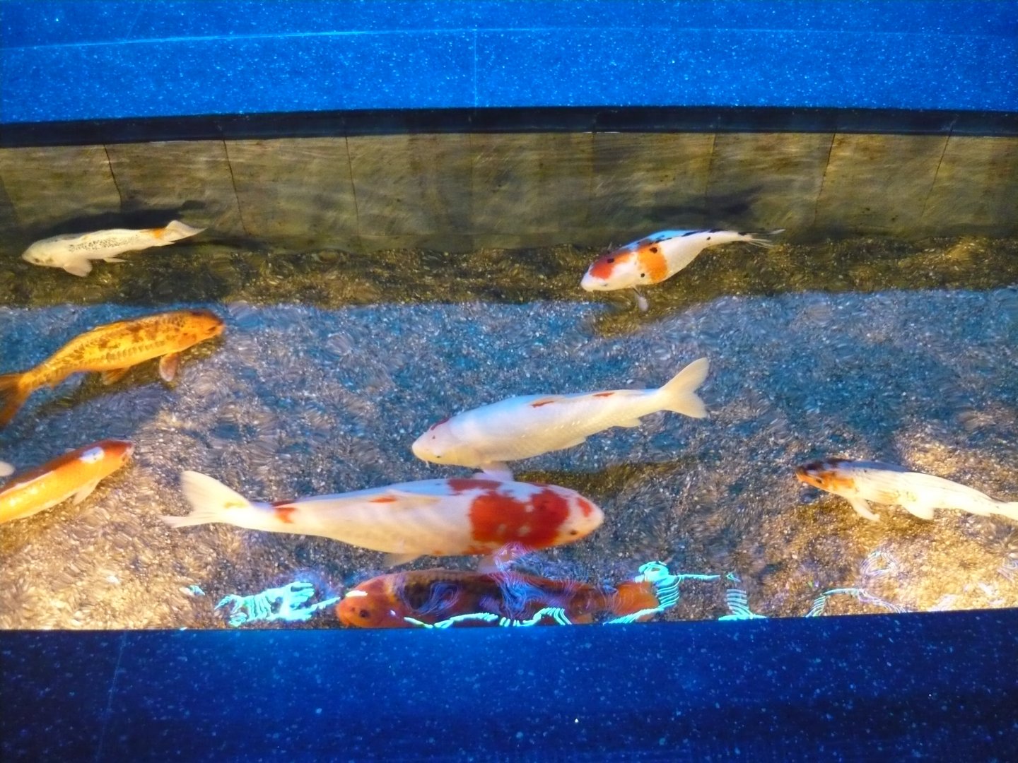 Koi carps