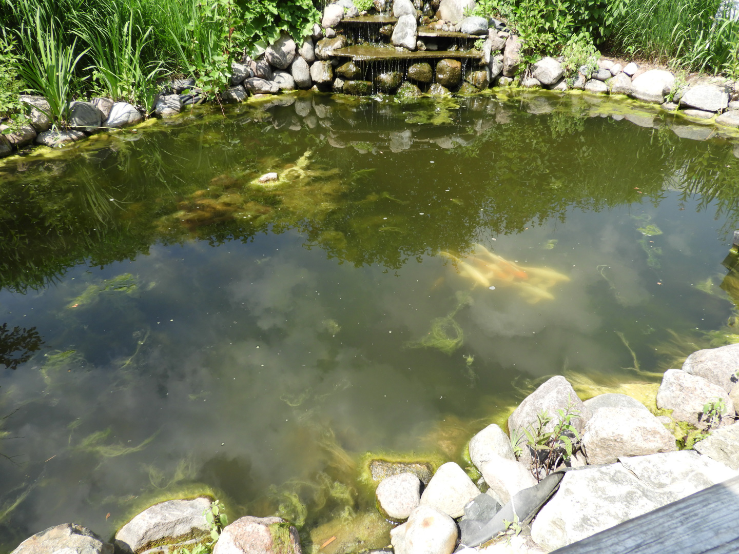 Koi/Common Carp/Largemouth Bass pond - Children's Zoo - NEW Zoo