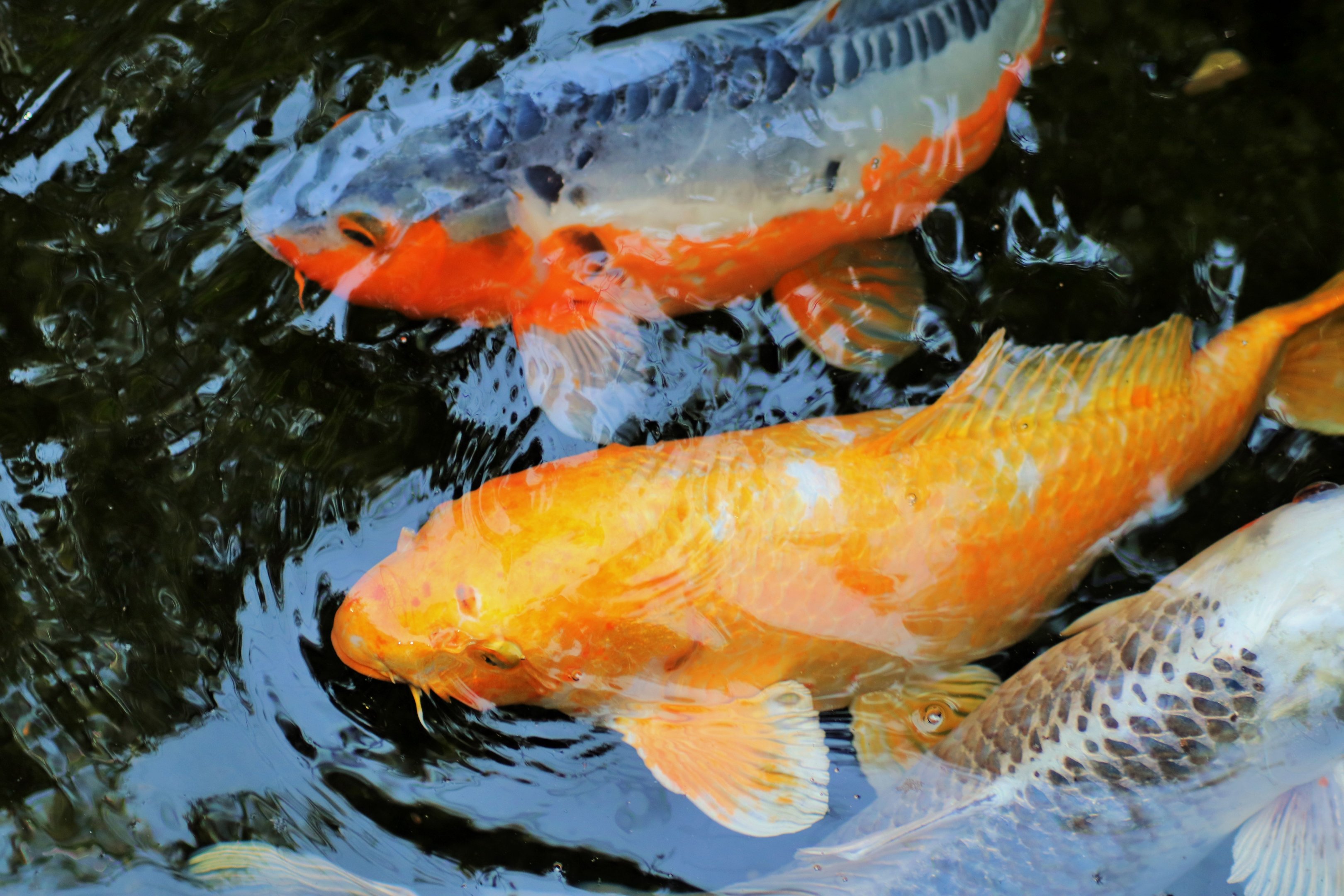 Koi (Cyprinus carpio)